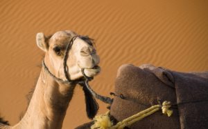 ¡Paseos en camello!